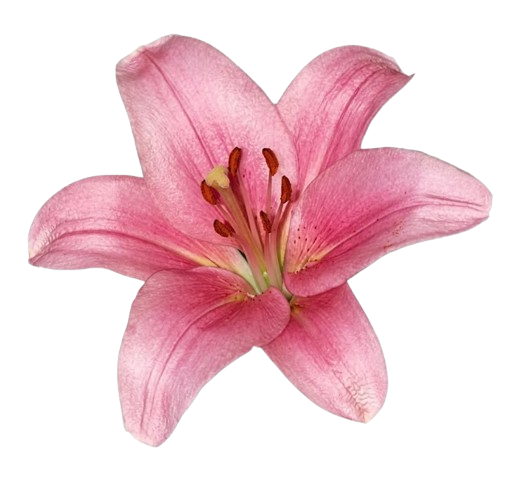 Flower 1