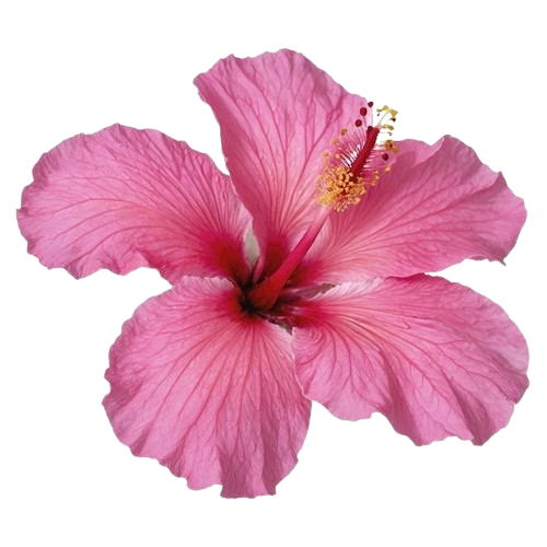 Flower 3