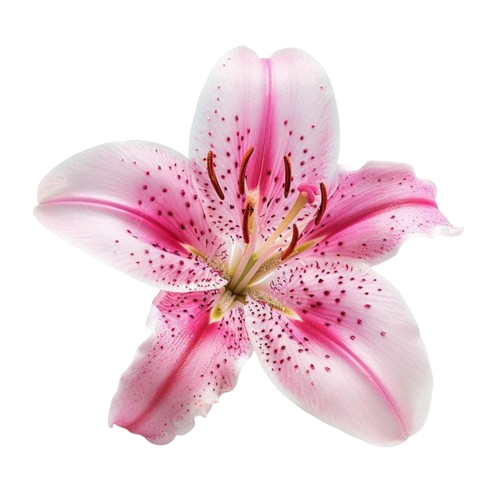 Flower 4